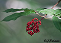 Sambucus racemosa